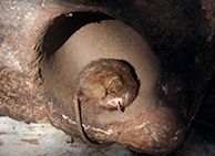 Карни Мата