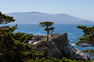 Lonely cypress