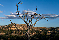 Escalante: Cedar Wash