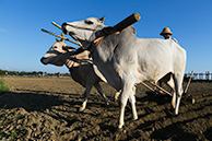 Buffalos at U-Bein