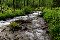Forest at Bonatti