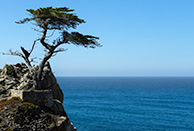 Lonely cypress