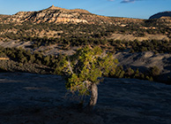 AT Cedar Arch