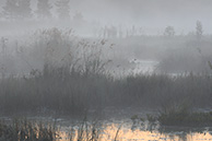 Утро на Галкинском болоте