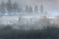 Галкинское болото