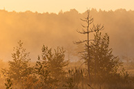 Рассвет на Галкинском болоте