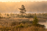 Утро на Галкинском болоте