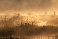 Рассвет на Галкинском болоте